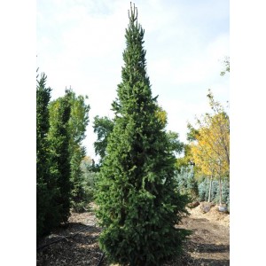 Picea abies 'Cupressina' / Harilik kuusk 'Cupressina'